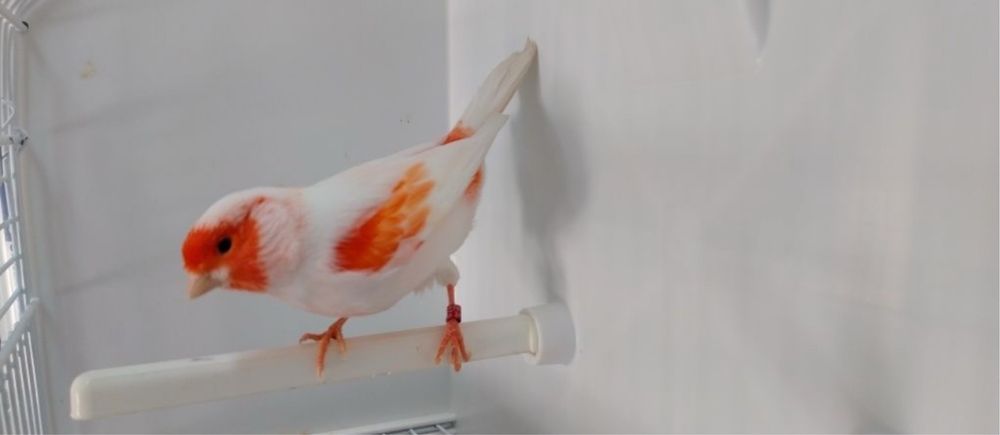 Casais Canario Mosaico Vermelho