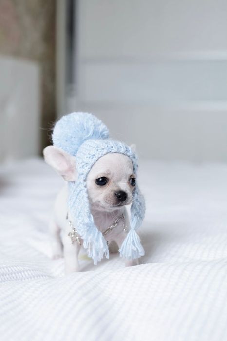 Tea cup chihuahua FCI chłopak