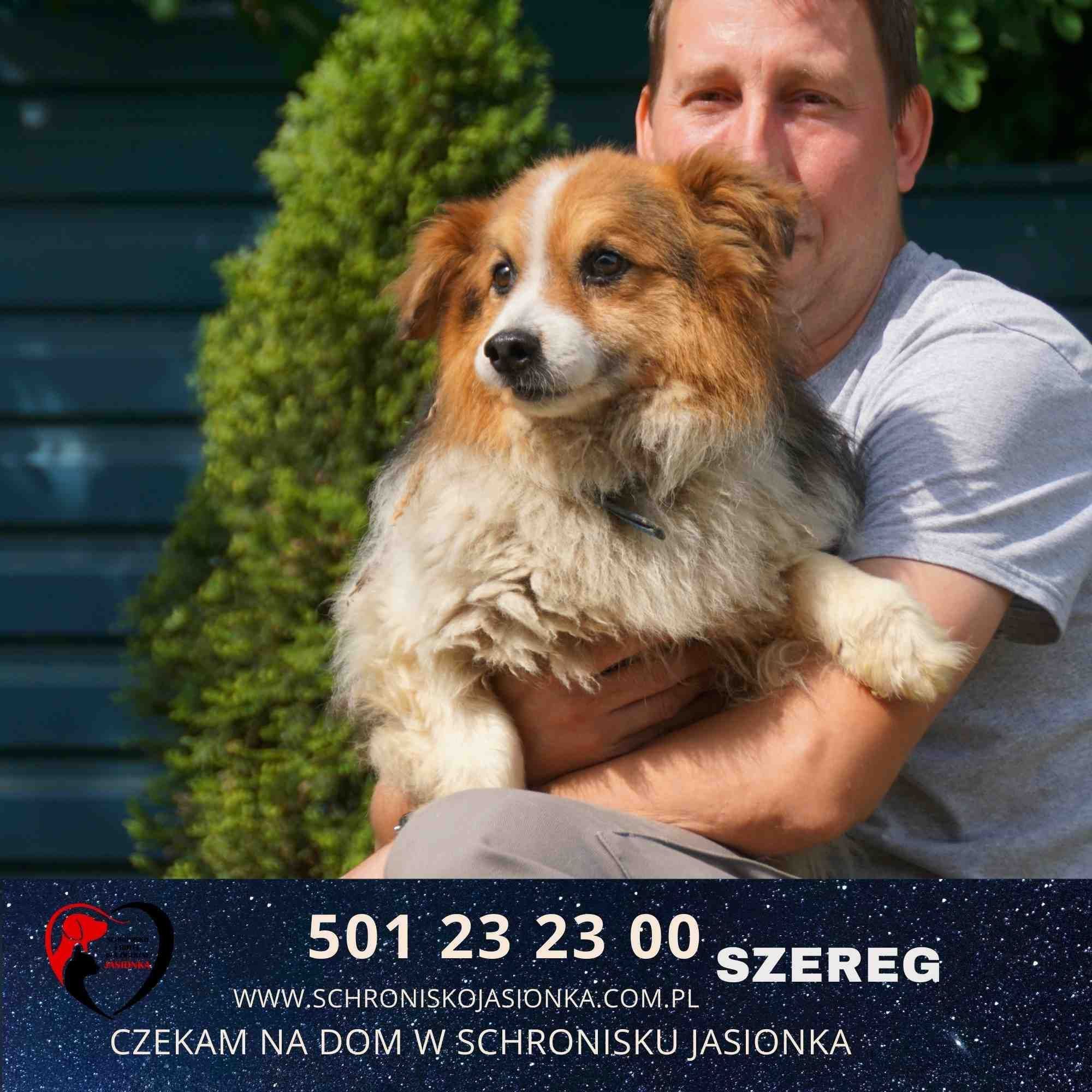 Szereg-do adopcji schronisko Jasionka