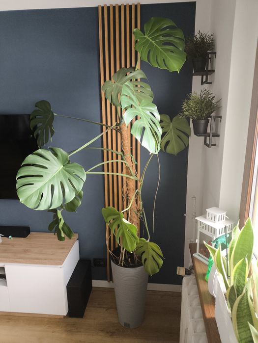 Monstera, duża i zdrowa.
