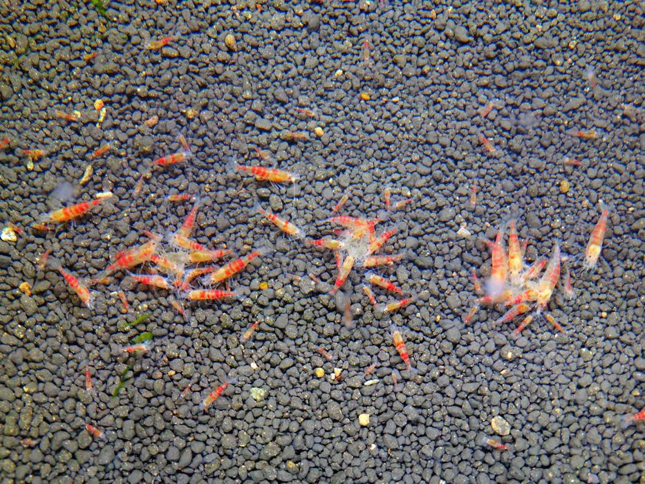 Krewetki Caridina Calceo Bee Red(Golden) Blood ZAMIANA GRATIS PROMOCJA