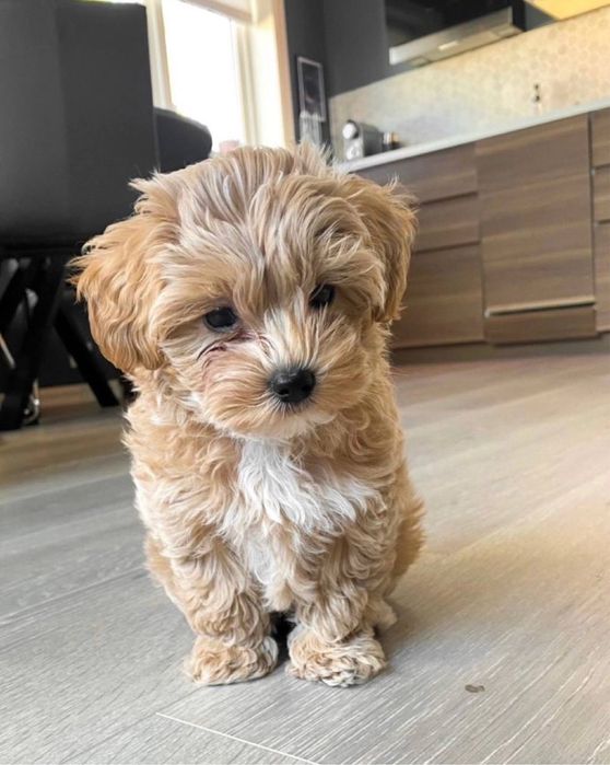 Наймиліші мальтипу‼️Мальтипу ф1 Мальтипу ф2 Мультіпу Щенки мальтипу