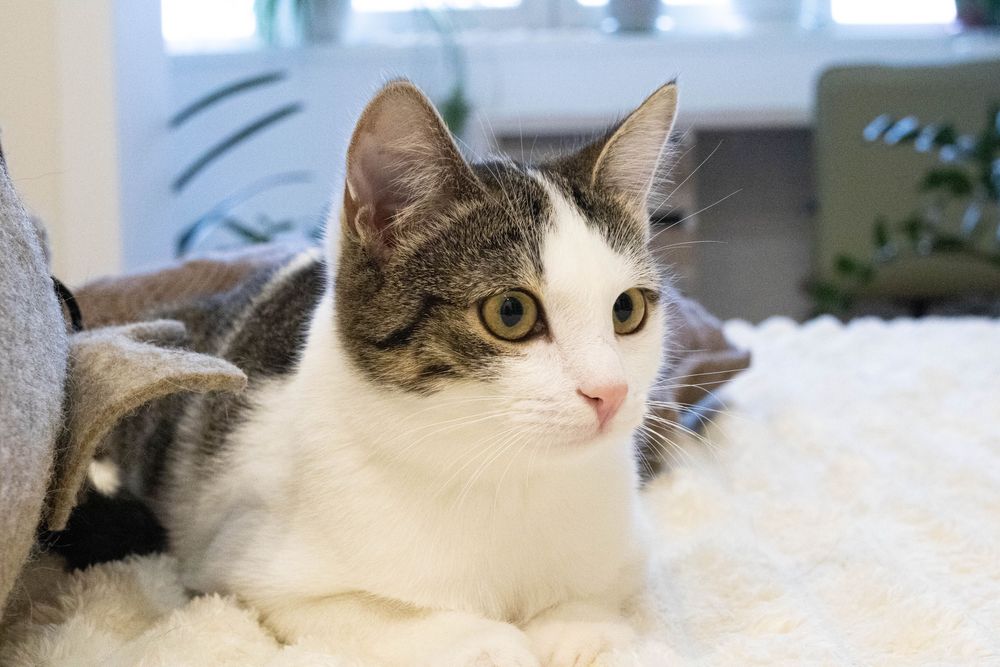 Кошенятко, маленька киця