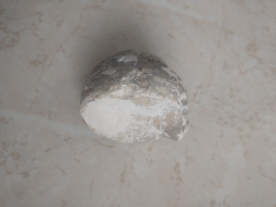 Jeżowiec Echinocereus skamieniałość - Kreda - skamielina