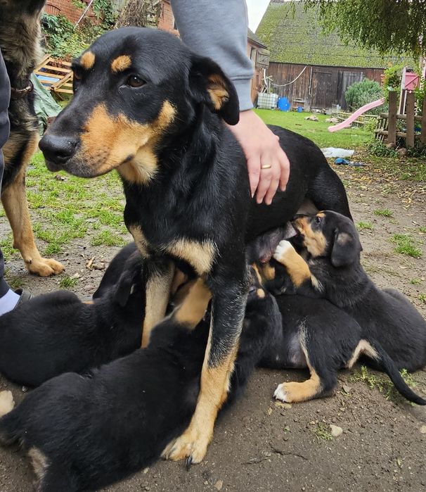 Piękna suczka, ostatnia z miotu do oddania