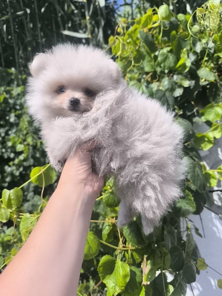 Spitz anão. Lulu da Pomerânia . Menino. Mini .Ursinho