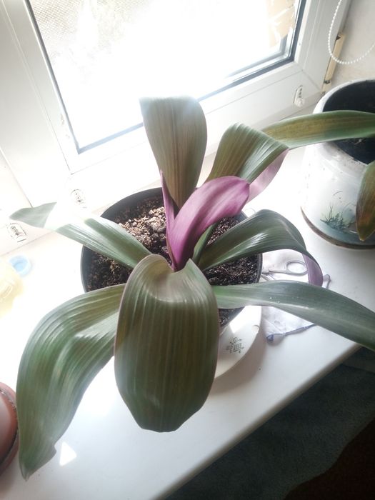 Продам квіти, витримують тиждень без поливу,холод і тд