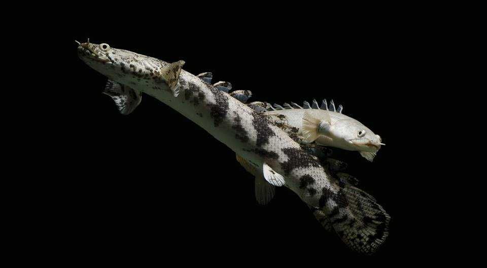 Polypterus endlicherii