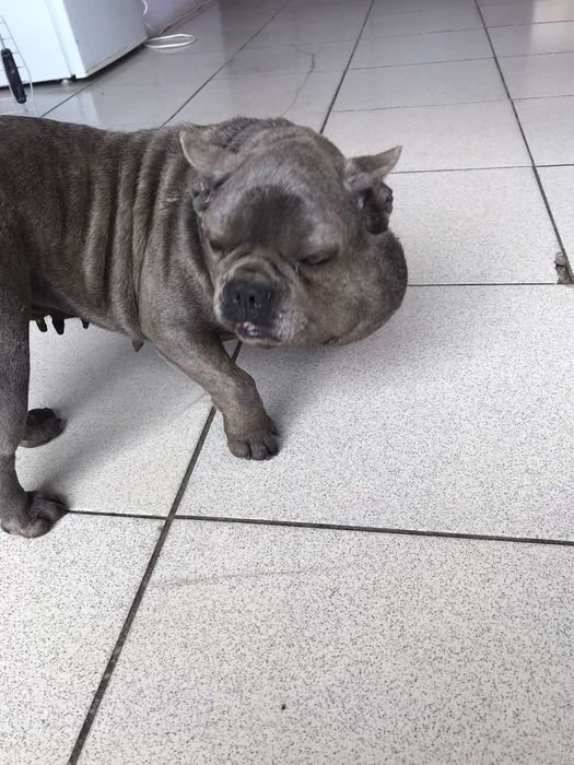 Ветеринарний лікар