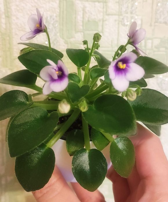 Фіалки дорослі та дітки