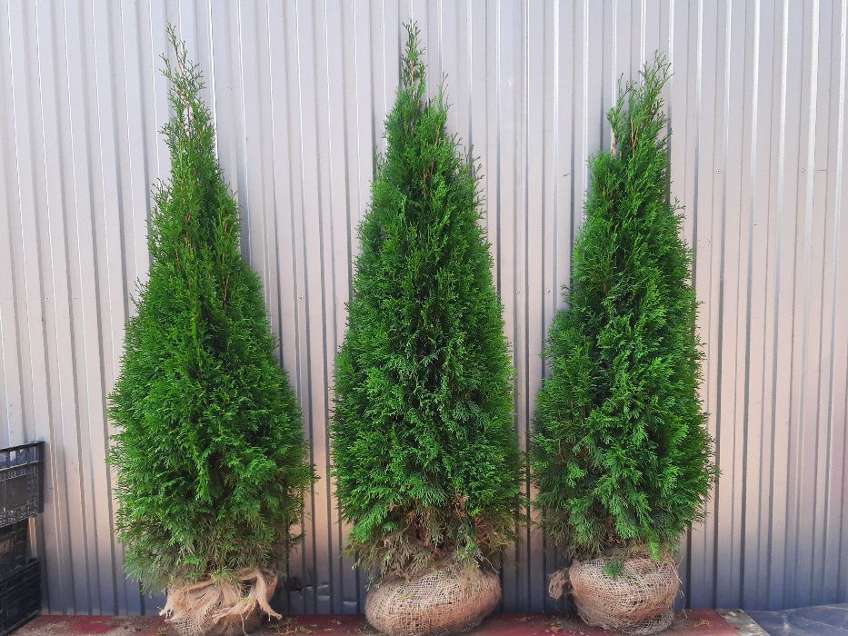 Thuja Smaragd 160,180,200,220 cm! Sadzimy! Tuje! Tuja Szmaragd! Dowóz!