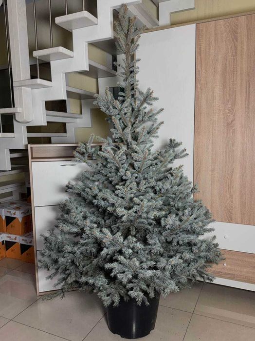 Ялина колюча “Супер Блю Сідлінг”, 140-170см. Ялинки в горщиках