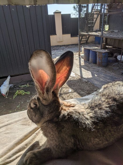 Кролики Бельгійський фландр