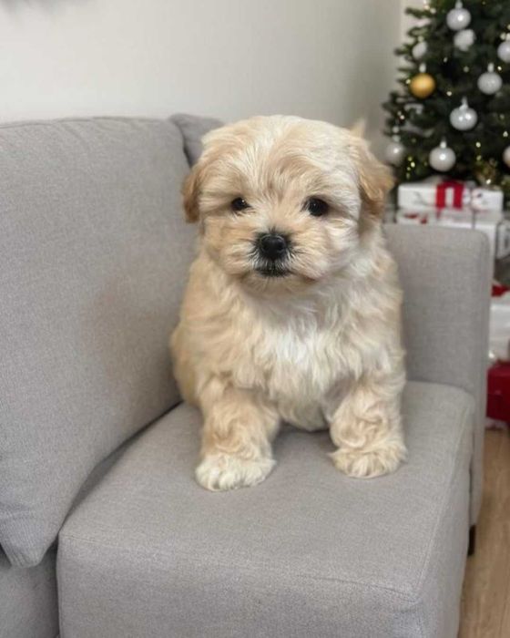 Чудесная девочка мальтипу. В мини формате.