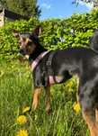 Misia do adopcji