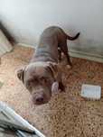 Vendo cão pitbull