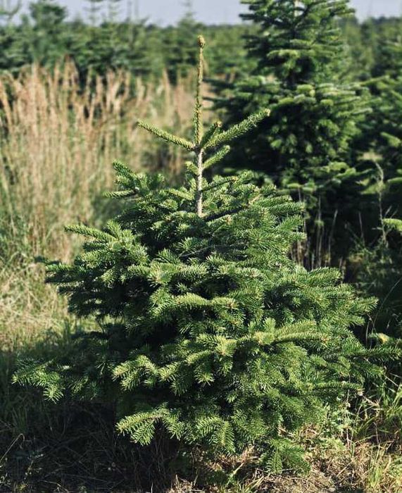 jodła kaukaska goły korzeń 1.00-1.50 swierki choinki