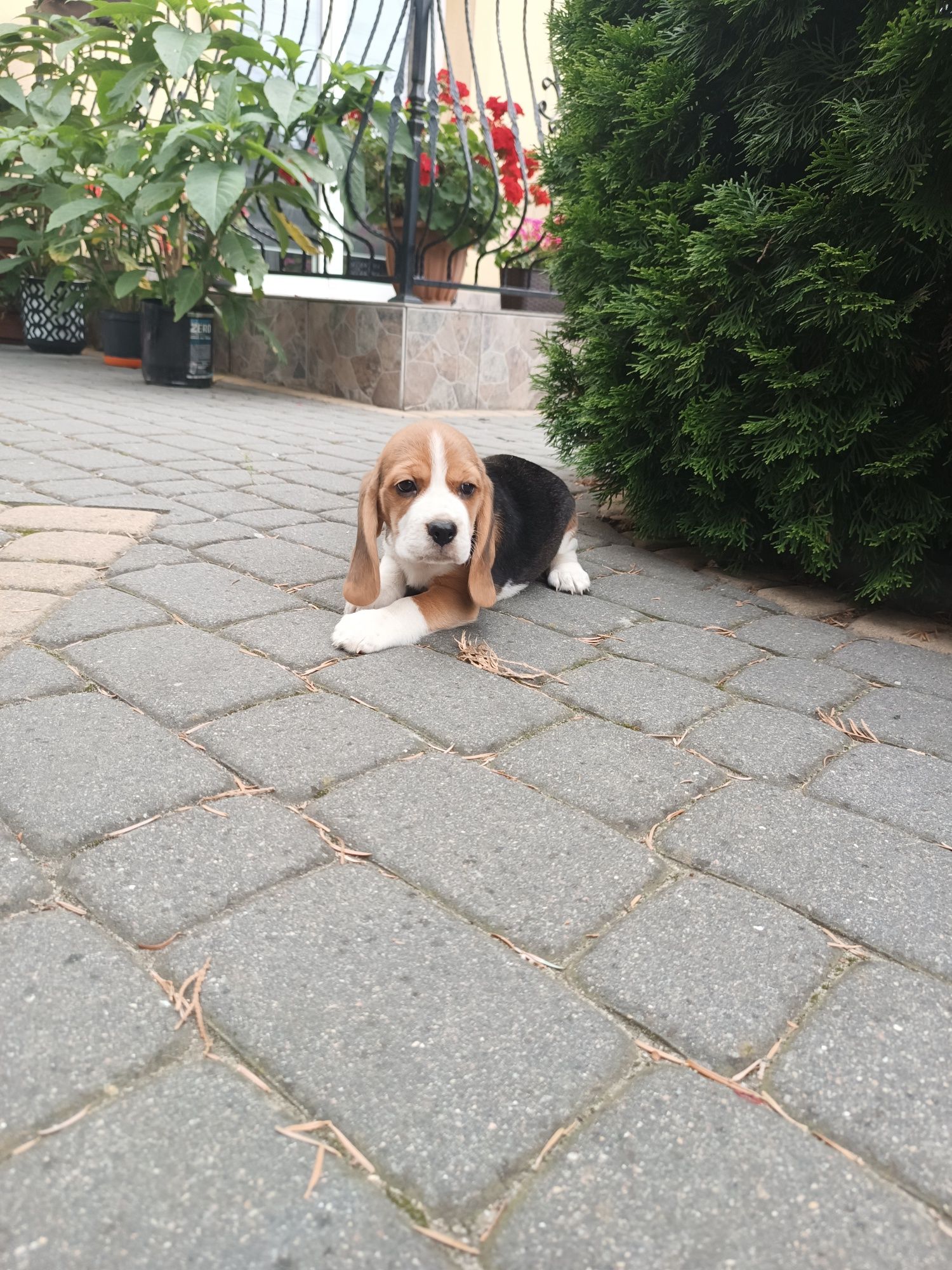 Szczeniak Beagl ( dziewczynka)