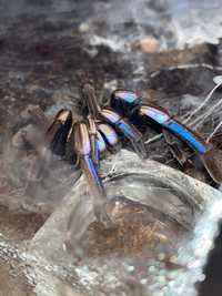 Chilobrachys Natanicharum ex sp. electric blue