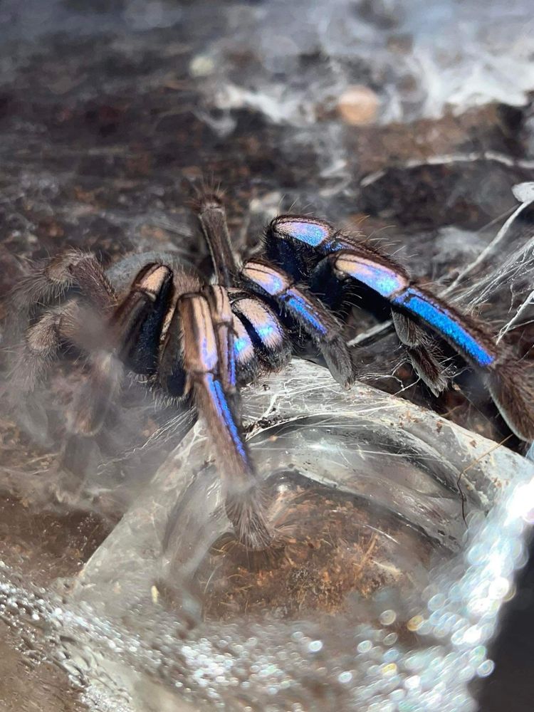 Chilobrachys Natanicharum ex sp. electric blue