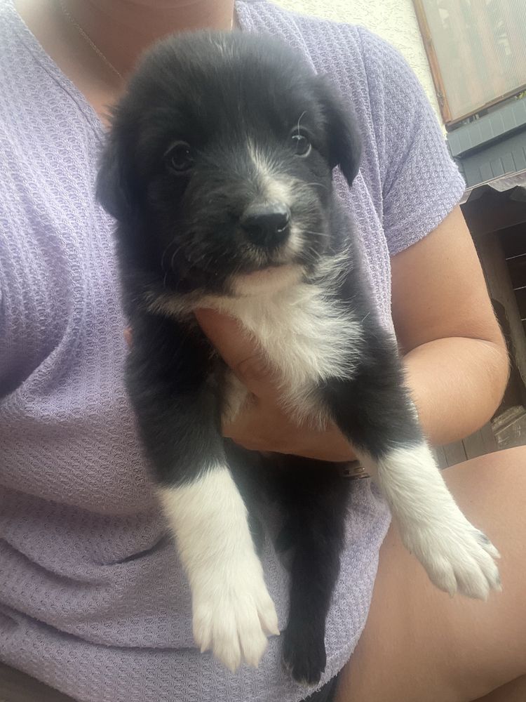 Szczeniak Border Collie