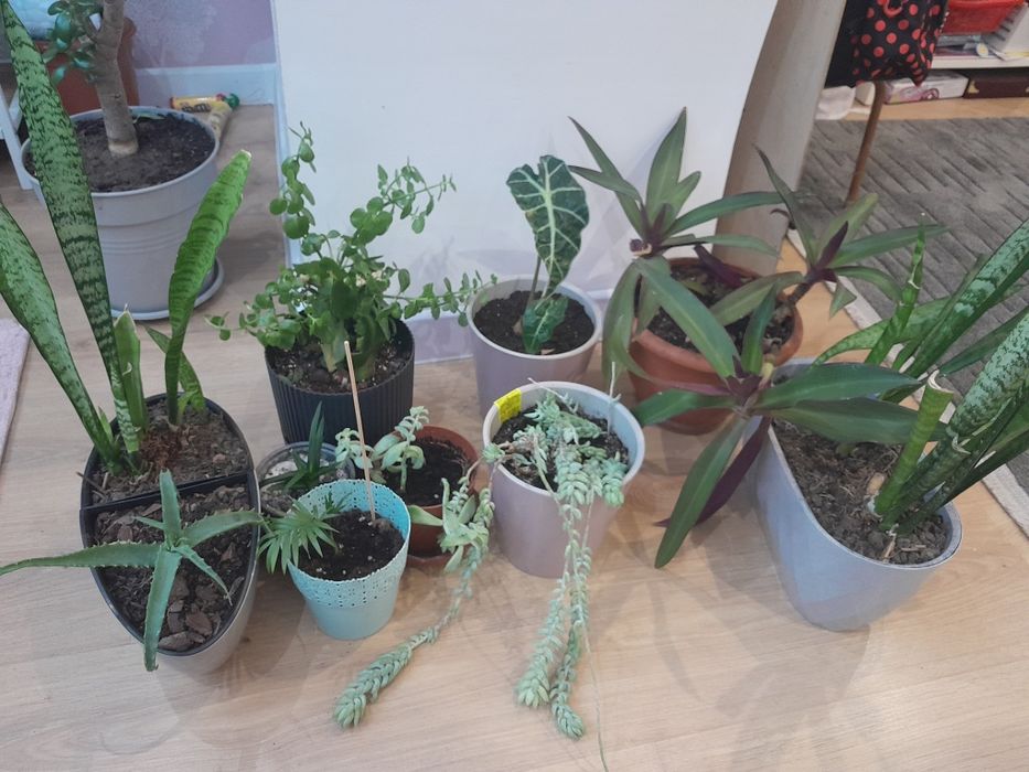 Продам багато вазонів