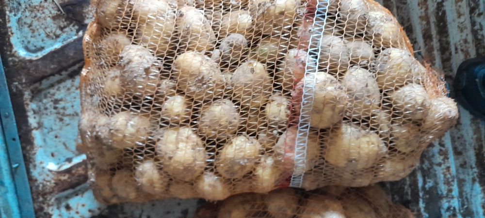 Świeże Warzywa dla Gastronomii Sklepów i Kebabów