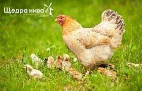 КомбіКорм "Щедра нива" для бройлерів/курчат/кролів/свиней та ін.