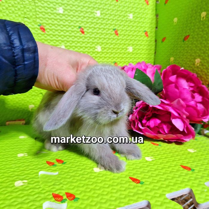 Mini міні мини mini lop вислоухий кролик баранчик