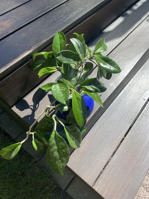 Sadzonki hoja hoya carnosa ukorzenione 9 szt. woskowiec woskownica