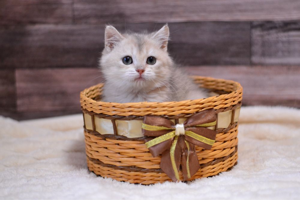 Британська дівчинка в гарні ручки