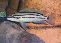 GB TANGANIKA Telmatochromis Bifrenatus - dowóz ryb!