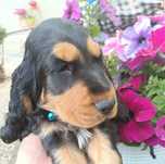 Cocker Spaniel Angielski