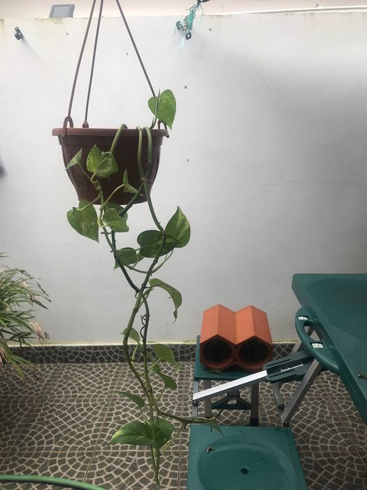 Planta jibóia em caso pendurado