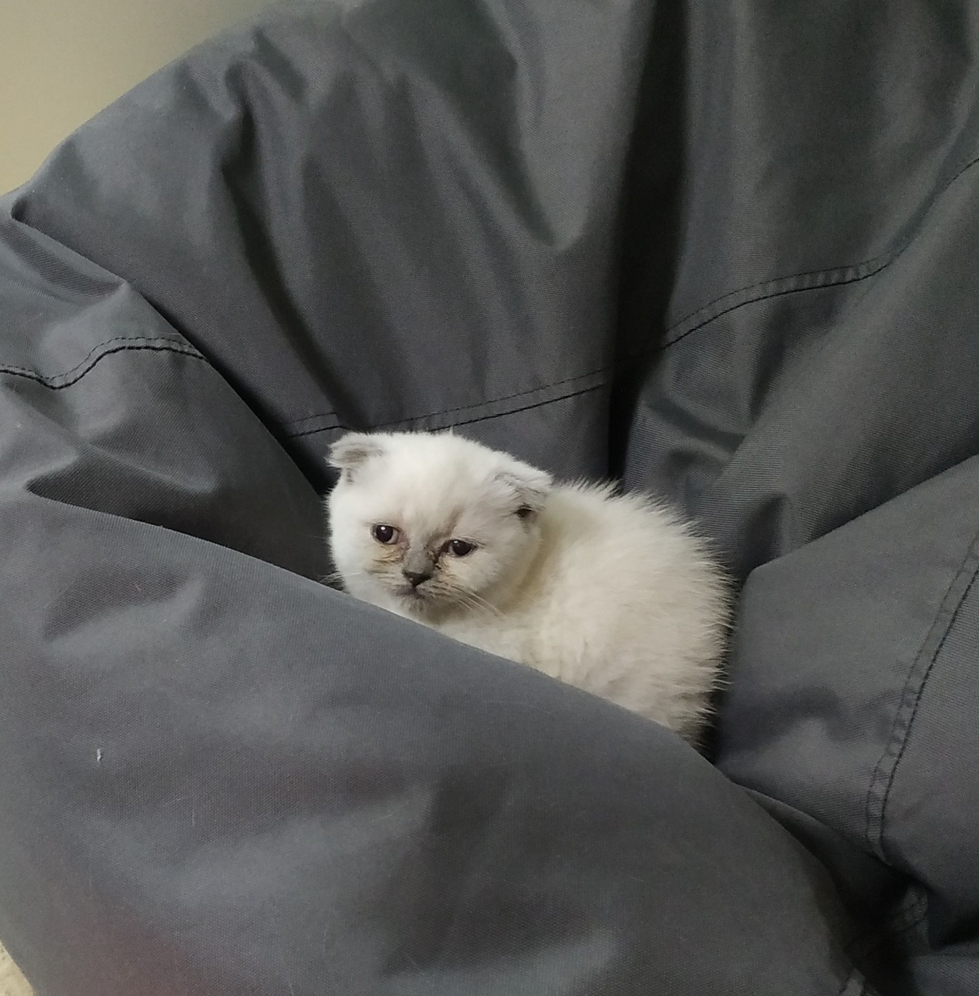 Девочка скоттиш фолд