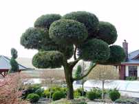 OKAZJA Bonsai ogrodowy a Jałowiec Hetzii 40 lat, 9 kul