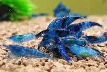 Krewetki blue velvet