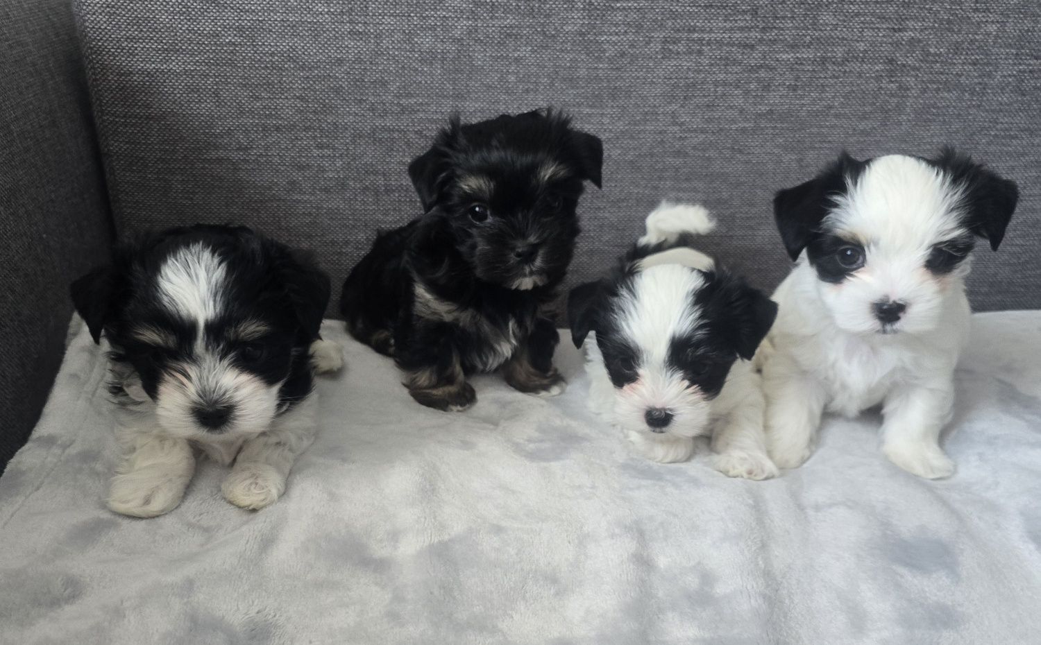 Sliczny piesek Morkie