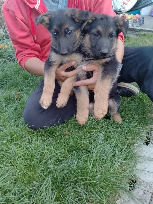 Німецька вівчарка