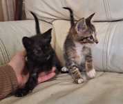 Gatos bebés para adopção