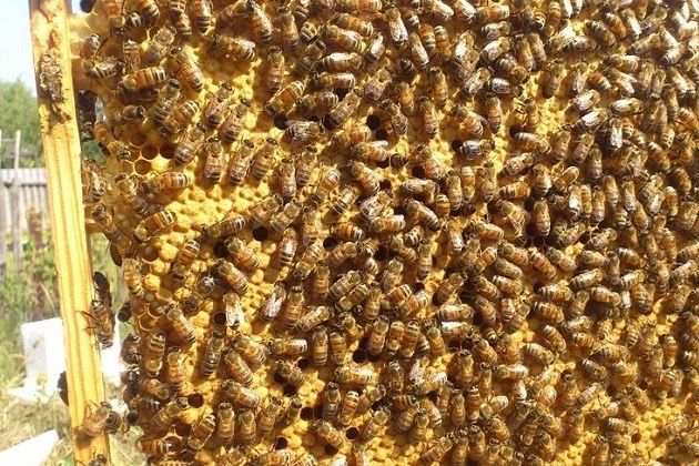 Бджільництво Бакфаст Кордован Матки Плідні та Неплідні