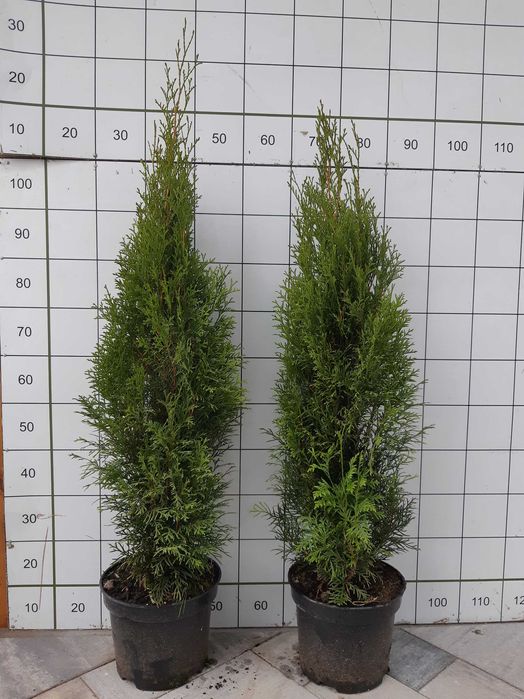 Thuja, tuja, szmaragd, smaragd P9, C2, C5 oraz z gruntu