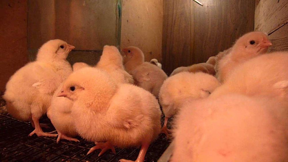 РОСС 708 Венгрия суточные опт и розница