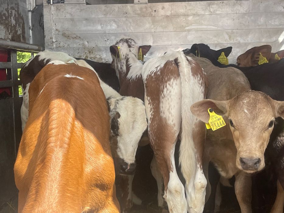 Sprzedam 15 byczków mięsnych