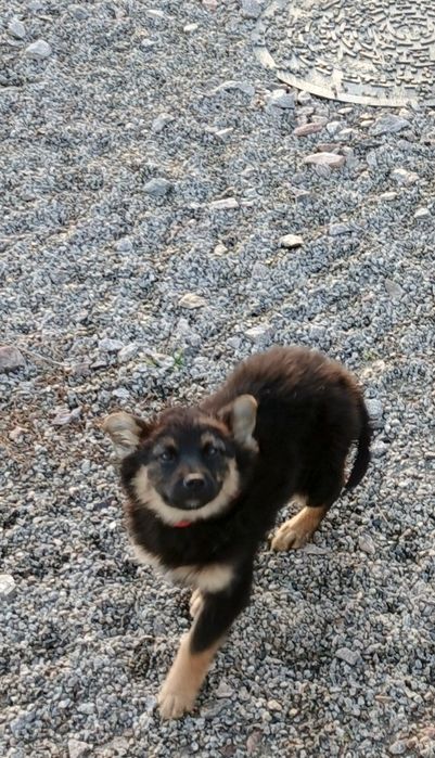 Охоронці в добрі руки