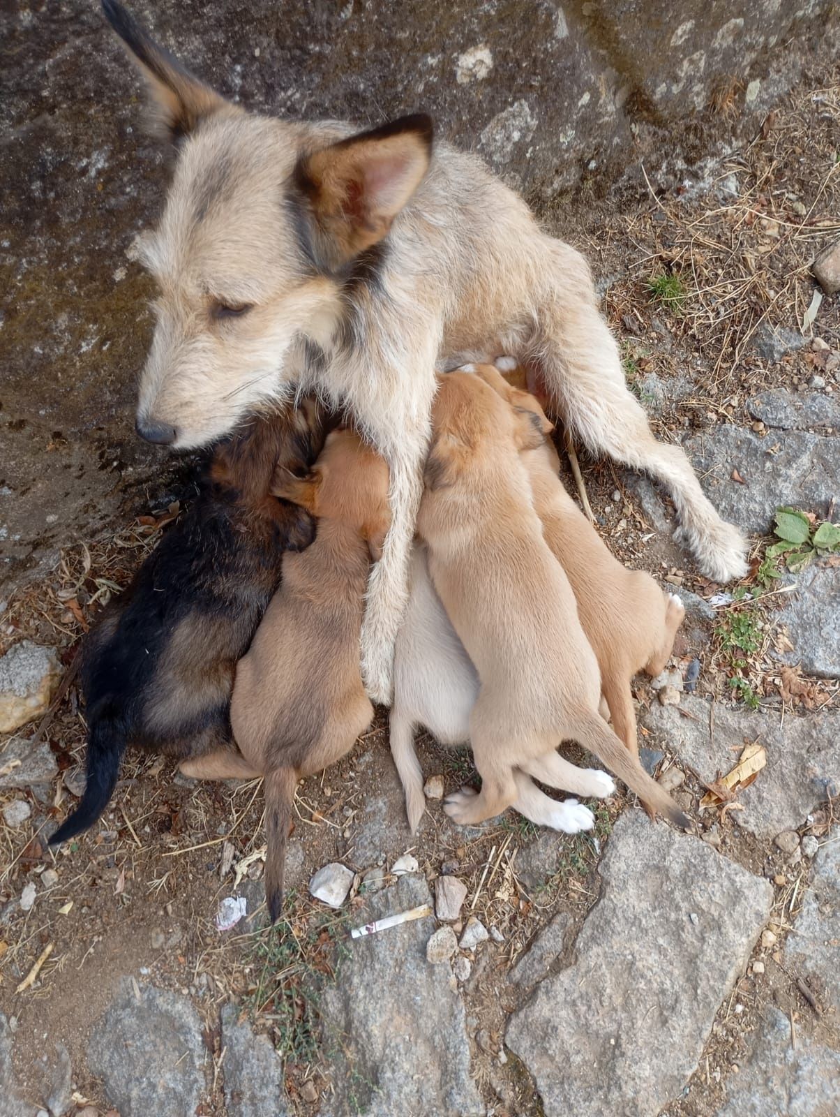 Da se cães muito bonitos