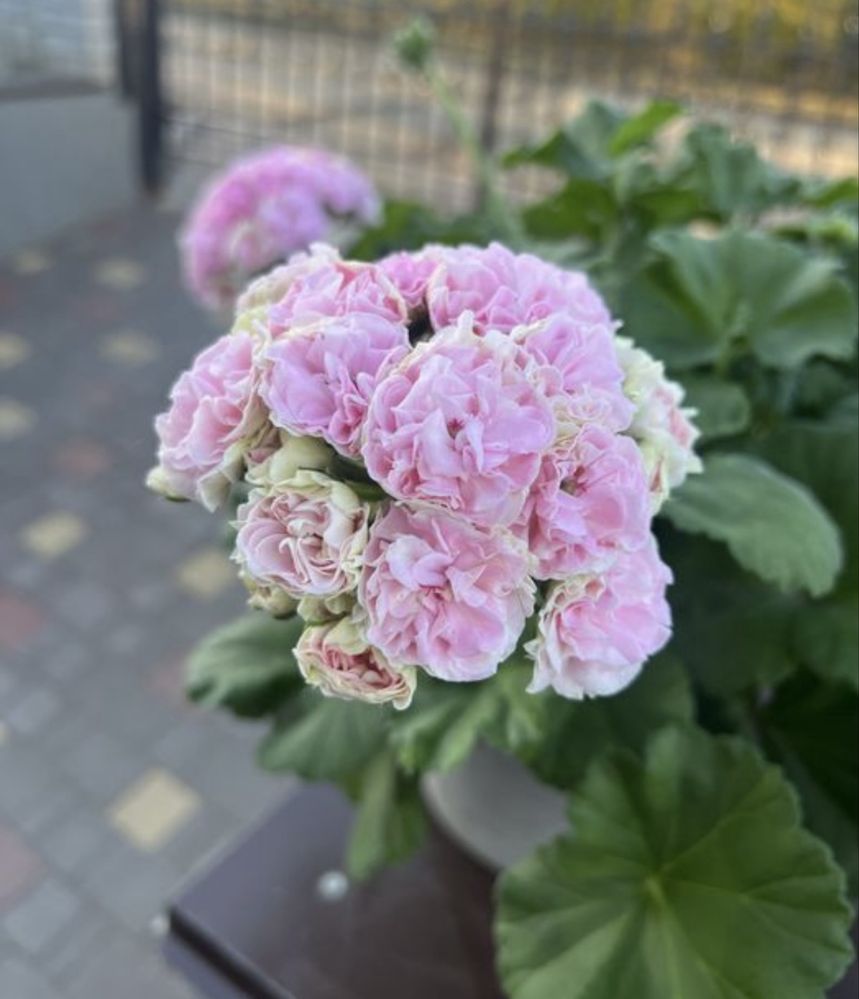 Пеларгония ЮВ Ельбрус