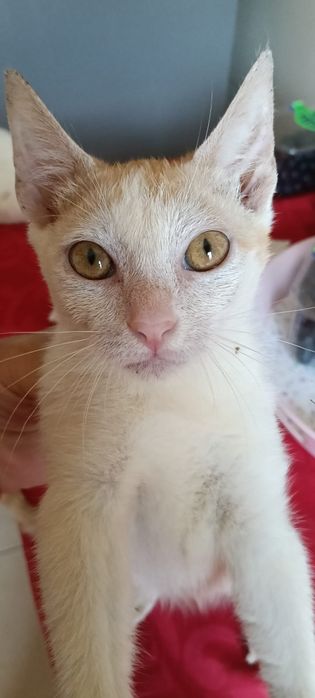 Gatinhos para adoção