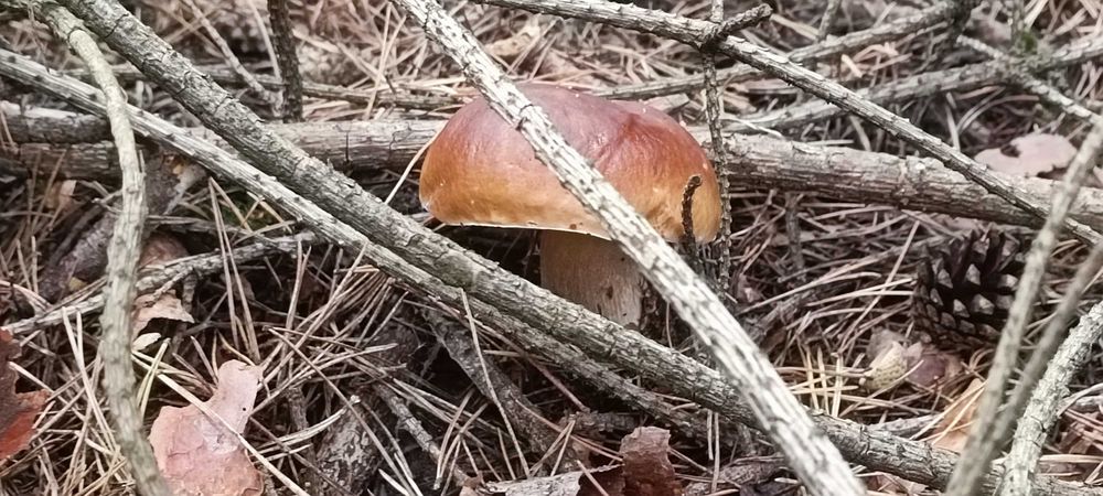 Suszony borowik szlachetny tegoroczny pakowany próżniowo 100g