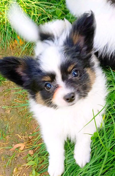 Papillon, Spaniel Kontynentalny Miniaturowy, piesek ZKwP/FCI